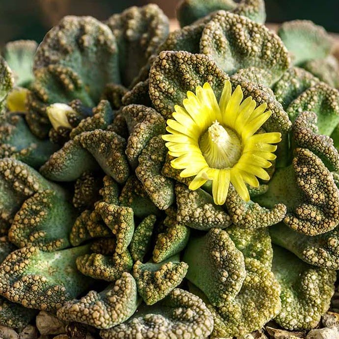 Titanopsis