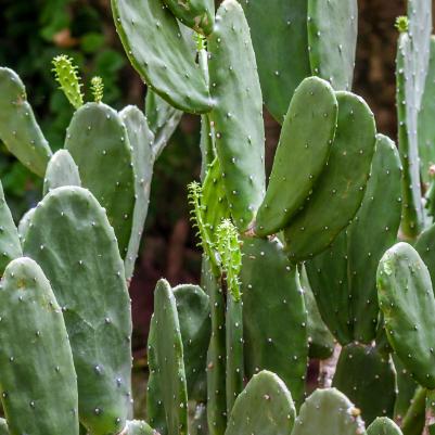 Opuntia