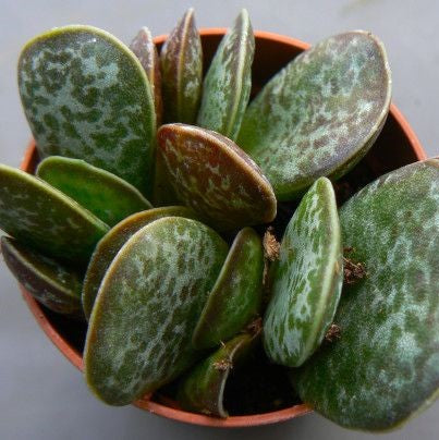 Adromischus