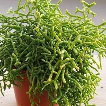 Rhipsalis