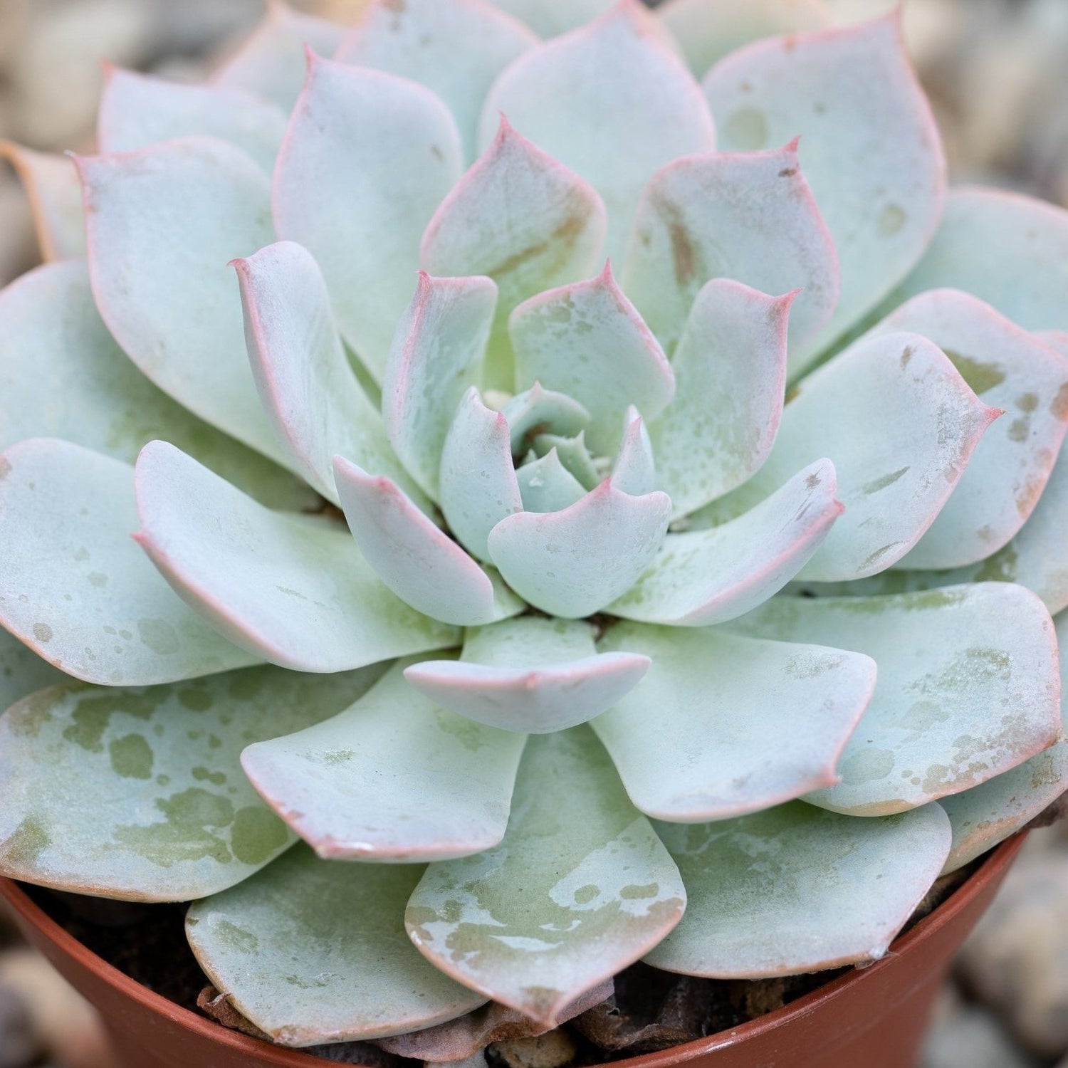 Echeveria