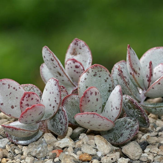Adromischus Malculatus Mosselbaai | Mossel Bay