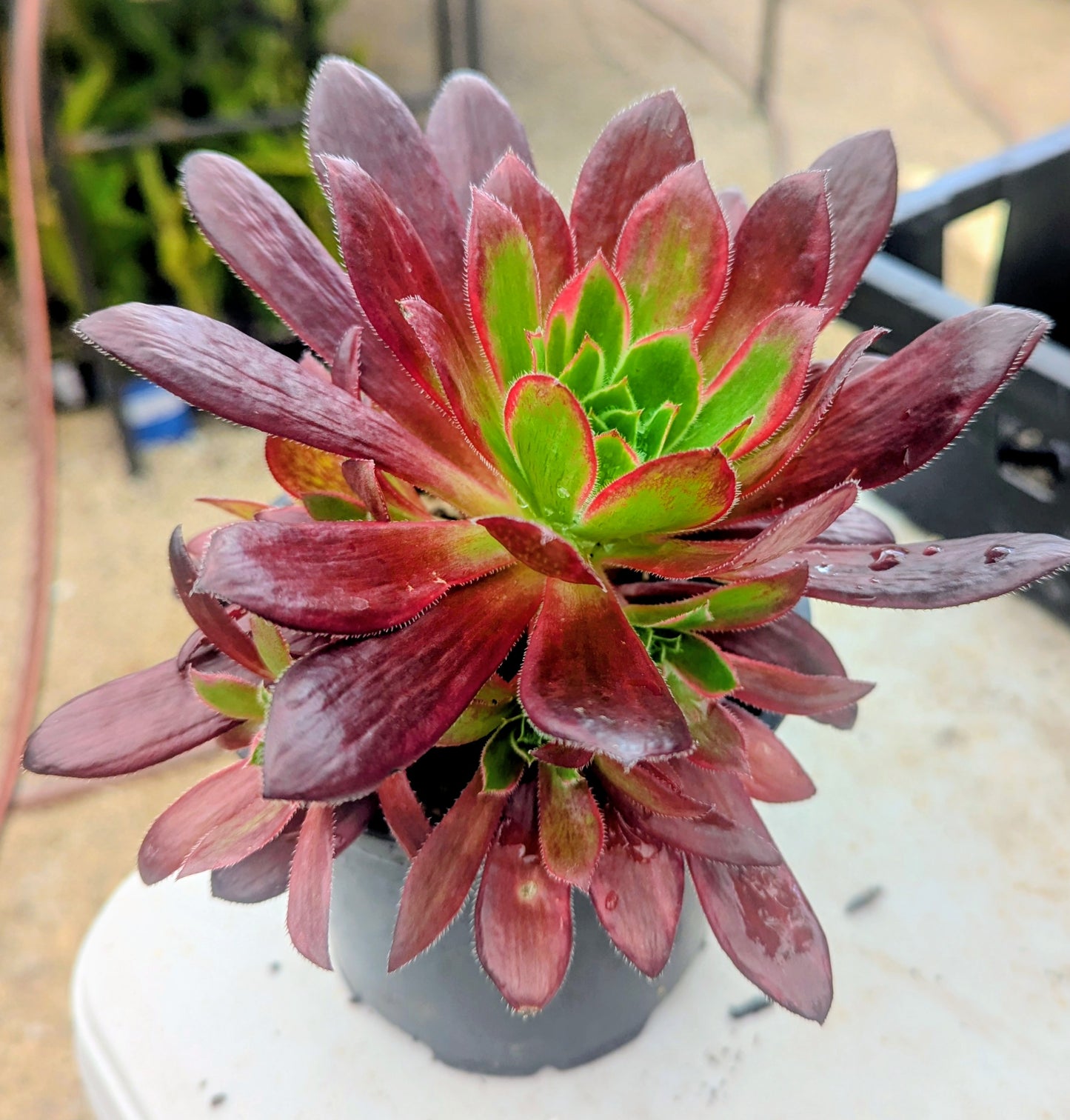 Aeonium Peacock