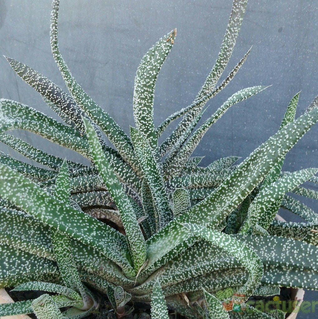 Gasteria Carinata Var. Verrucosa | Ox Tongue Plant