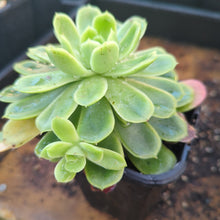 Load image into Gallery viewer, Echeveria Green Rose
