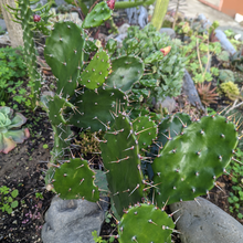 Load image into Gallery viewer, Opuntia Monacantha | Drooping Prickly Pear
