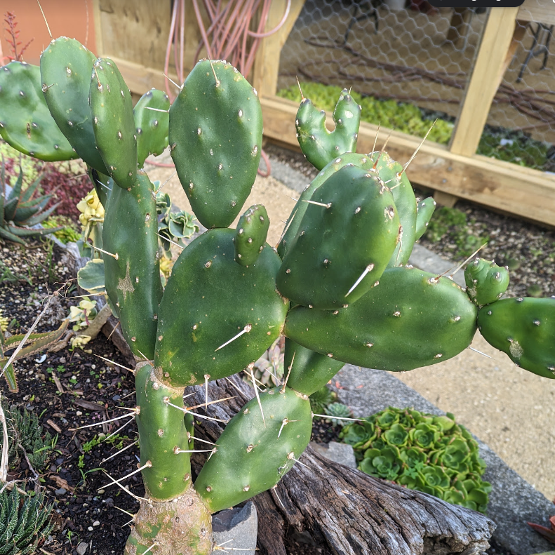Opuntia spp | Orange Prickly Pear Cactus