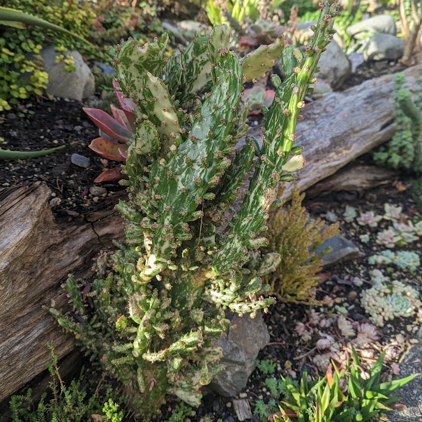 Opuntia Monacantha f. Monstruosa Variegata | Variegated Joseph's Coat