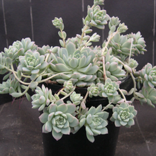 Load image into Gallery viewer, Echeveria Prolifica
