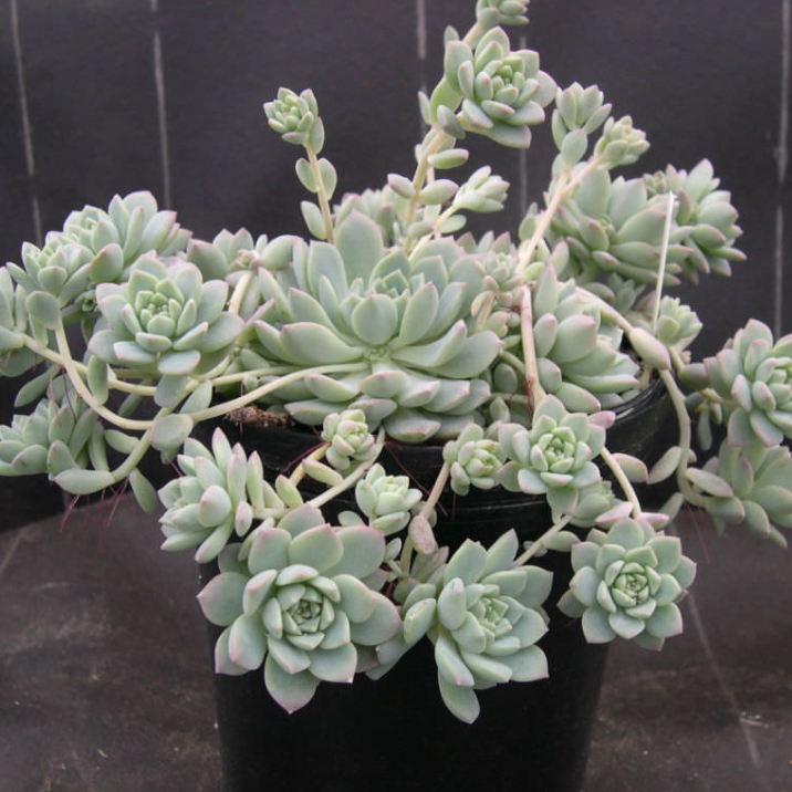 Echeveria Prolifica