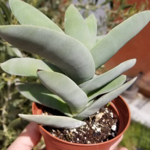 Crassula Falcata | Propeller Plant