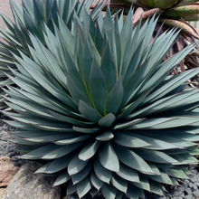 Load image into Gallery viewer, Agave Blue Ember
