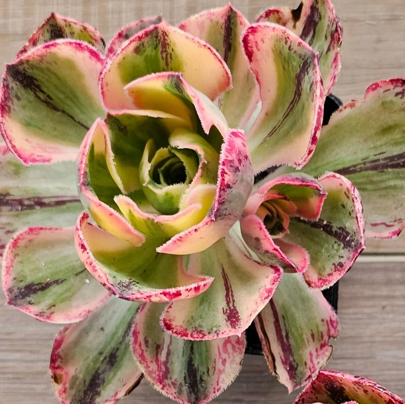 Aeonium Red Fuji Variegated | Marnier-Lapostolle Variegatum