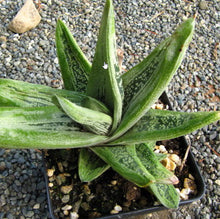 Load image into Gallery viewer, Gasteria cv Little Warty
