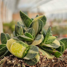 Load image into Gallery viewer, Gasteria Ernest-Ruschii f. Variegata
