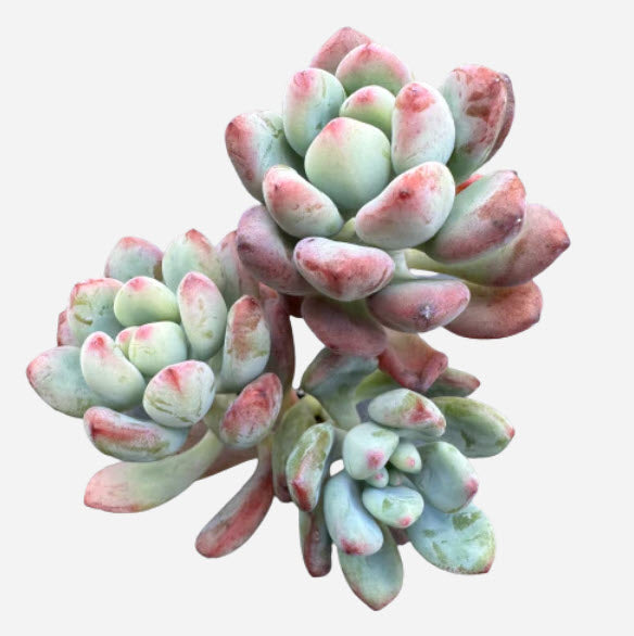 Graptopetalum Pachyphyllum Bluebean