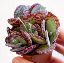 Load image into Gallery viewer, Kalanchoe Marmorata | Leopard Penwiper Plant
