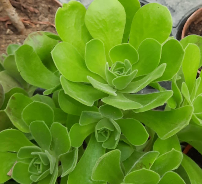 Aeonium Green Ballerina