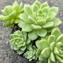 Load image into Gallery viewer, Echeveria Wheat Straw Queen
