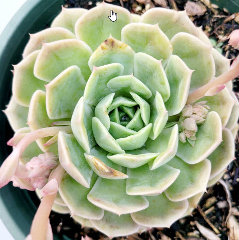 Echeveria Onslow