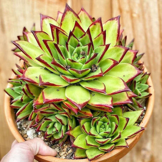 Echeveria Agavoides Lipstick
