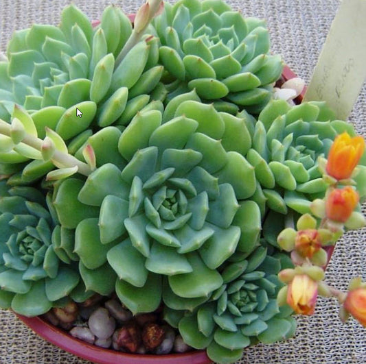Echeveria Dondo