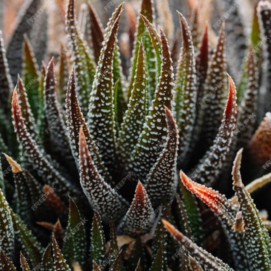 Haworthia Fasciata