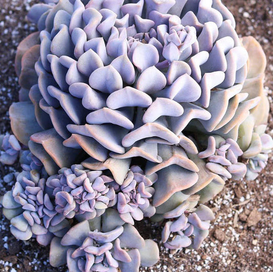 Echeveria Cubic Frost