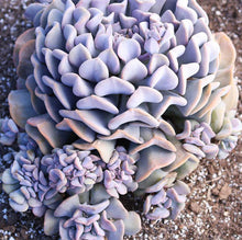 Load image into Gallery viewer, Echeveria Cubic Frost
