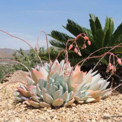 Echeveria Colorata | Mexican Giant