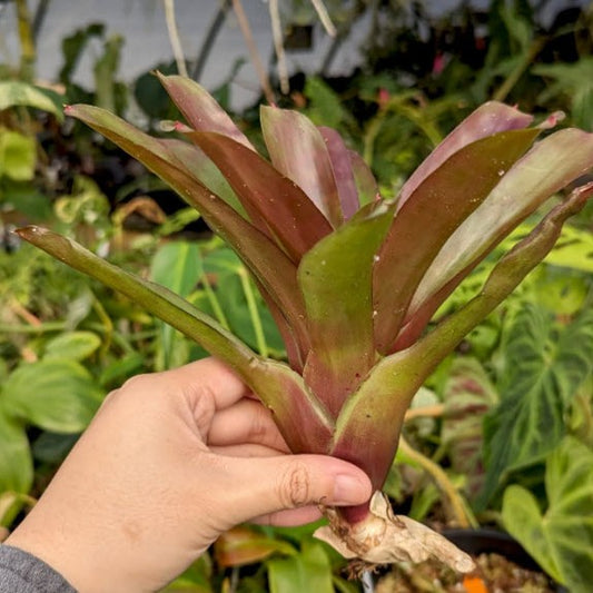 Bromeliad Neoregelia - Fireball