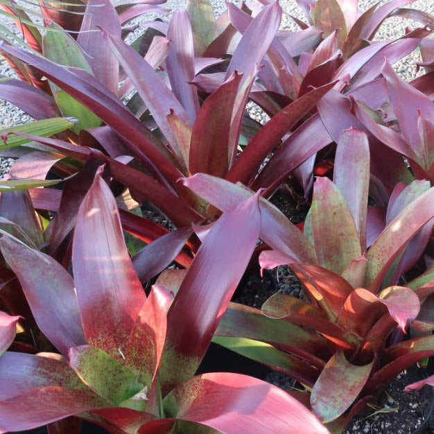 Bromeliad Alcantarea Imperialis Rubra