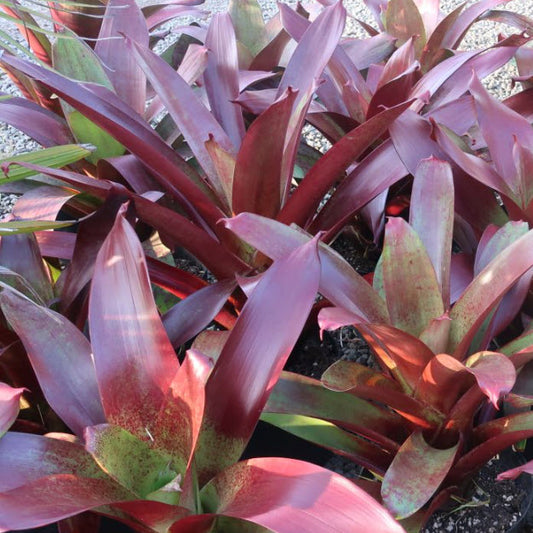 Bromeliad Alcantarea Imperialis Rubra