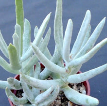 Load image into Gallery viewer, Cotyledon Jingle Bells

