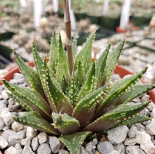 Load image into Gallery viewer, Haworthia Guttata
