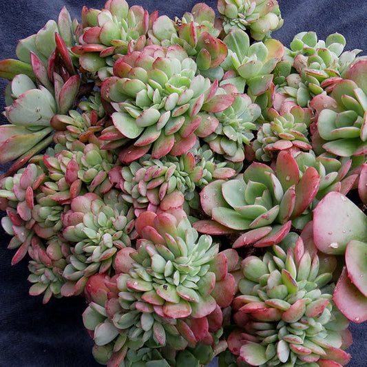 Echeveria Briar Rose Cristata