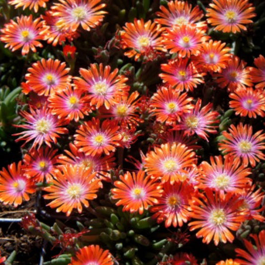 Delosperma Cooperi | Jewel of the Desert Sunstone (Orange)