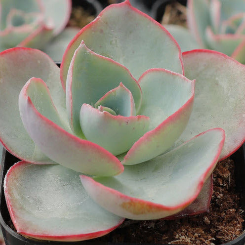 Echeveria White Rose