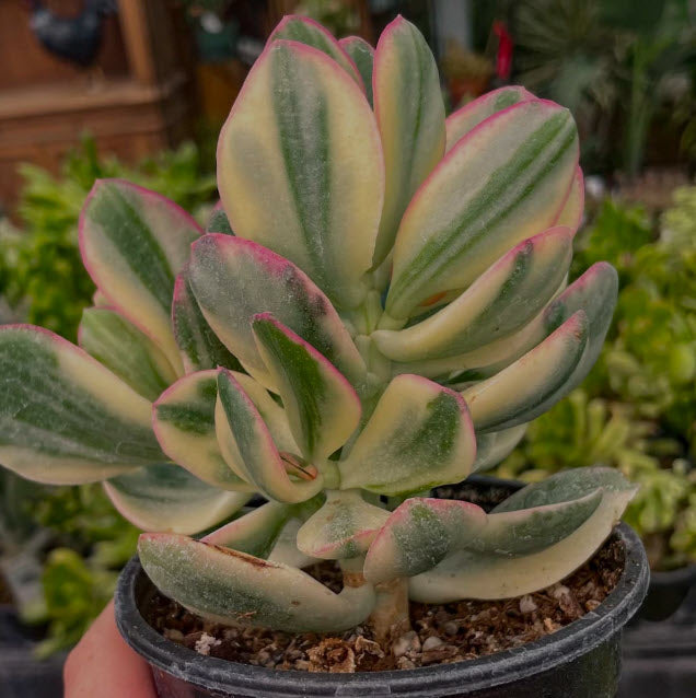 Crassula Ovata Tricolor | Variegated Jade Plant