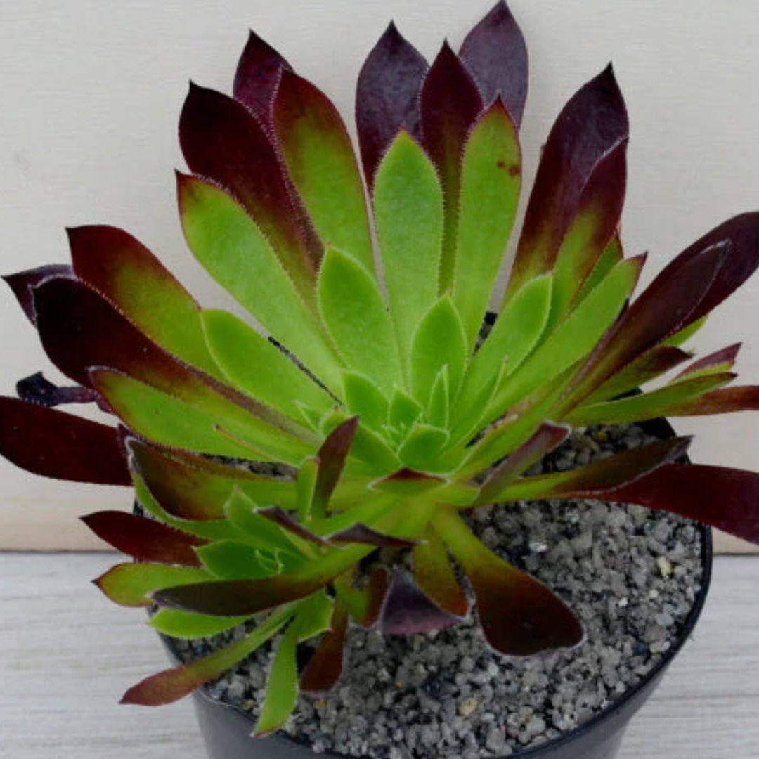 Aeonium Firecracker