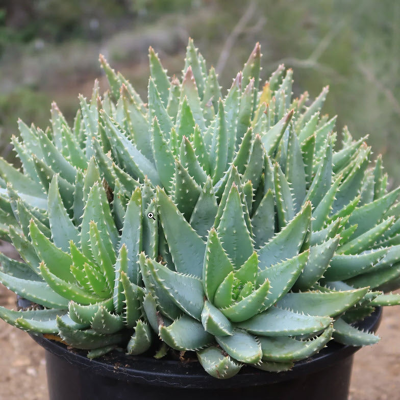 Aloe Brevifolia | Crocodile Plant