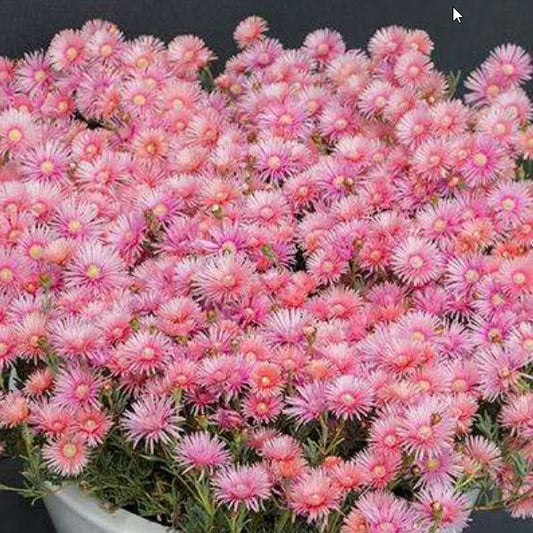 Lampranthus Coral Explosion