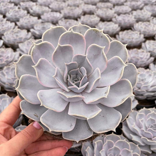 Echeveria Lilacina