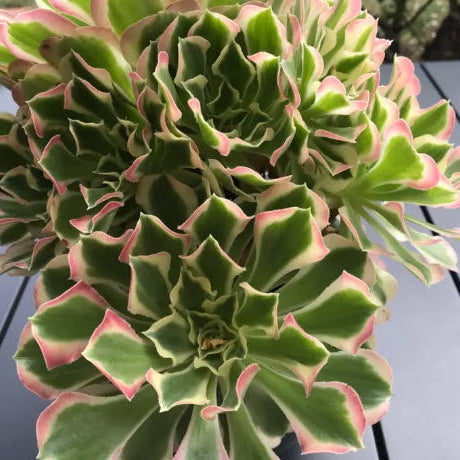 Aeonium Riverstone | White Phoenix
