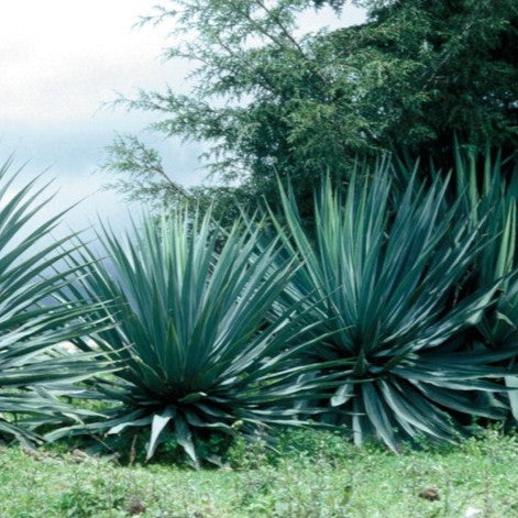 Furcraea Roezlii | Bedinghousii