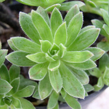 Load image into Gallery viewer, Aeonium Simsii
