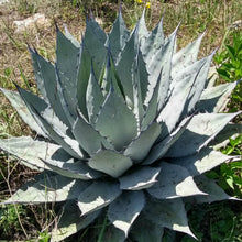 Load image into Gallery viewer, Agave Applanta | Gray Agave
