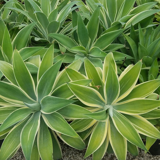 Agave Attenuata | Ray of Light