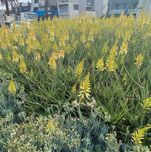 Load image into Gallery viewer, Aloe Bush Baby Yellow
