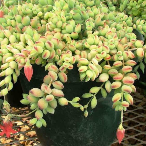 Cotyledon Pendens | Cliff Cotyledon